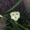 African Iris