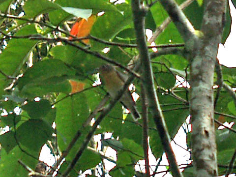 Spotting Image 1