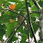 Tickell's Blue Flycatcher (female)
