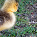 Canada Goose