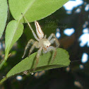 two striped jumper (female)