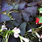  Purple Oxalis
