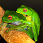 Red-Eyed Tree Frog