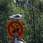 Black-headed Gull