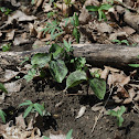 Toadshade Trillium