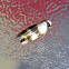 Banded Case Moth