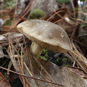 Bolete