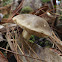 Bolete