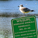 Laughing Gull