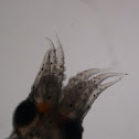 Polvo de rocha (gl), common octopus (uk)