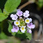 Lantana