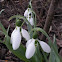 Common Snowdrop