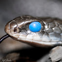 Black Racer