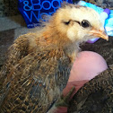Americana chickens