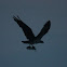 Osprey