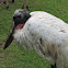Jabiru Stork