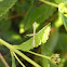 Plume moth