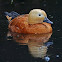Ruddy Shelduck
