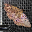 Granny's Cloak Moth