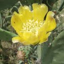 Prickly Pear
