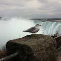 Ring-billed Gull