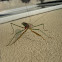 Chinese mantis