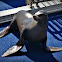 Sea Lion