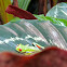 Red-eyed Tree Frog