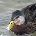American Black Duck