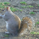 Grey squirrel