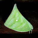 Maliau Planthopper