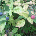 Pacific Blackberry