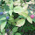 Native Edible and Medicinal Plants of the Pacific Northwest