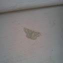 Blackberry Looper Moth