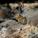 Least Chipmunk