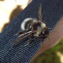 Large earth bumblebee