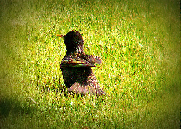 Spotting Image 1