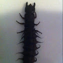 Dobsonfly