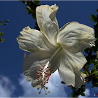 White Hibiscus