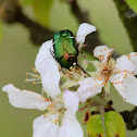 rose chafer