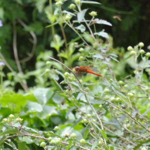 Spotting Image 1