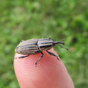Billbug