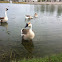 Swan Goose