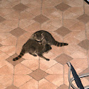 Common Raccoon