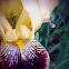 Iris/Flag