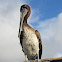 Brown Pelican