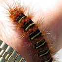 Echo Moth Caterpillar