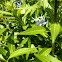 Eastern Bluestar