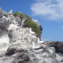 Masked booby
