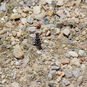 Oblique-lined tiger beetle